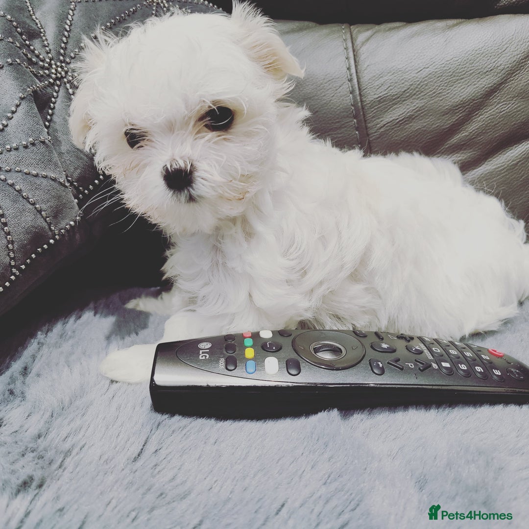 Maltese dogs for stud: 2kg kC Korean line Maltese stud in Derby - Advert 7