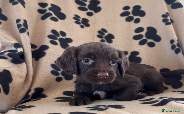 Sprocker dogs - Advert 8