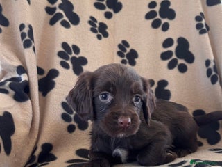Sprocker dogs for sale - Advert 1