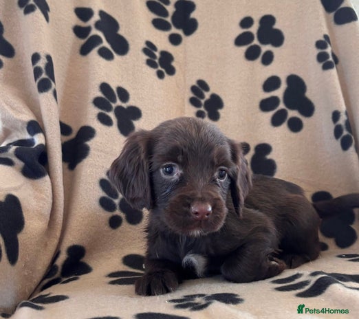 Sprocker dogs - Advert 1