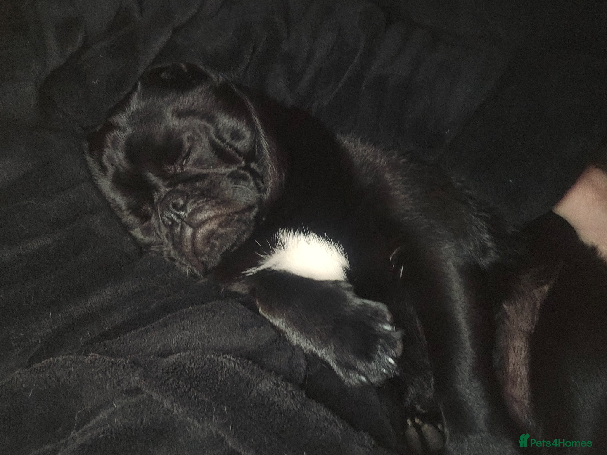 Mixed Breed dogs 11 month old black pug cross Stanley - Advert 5