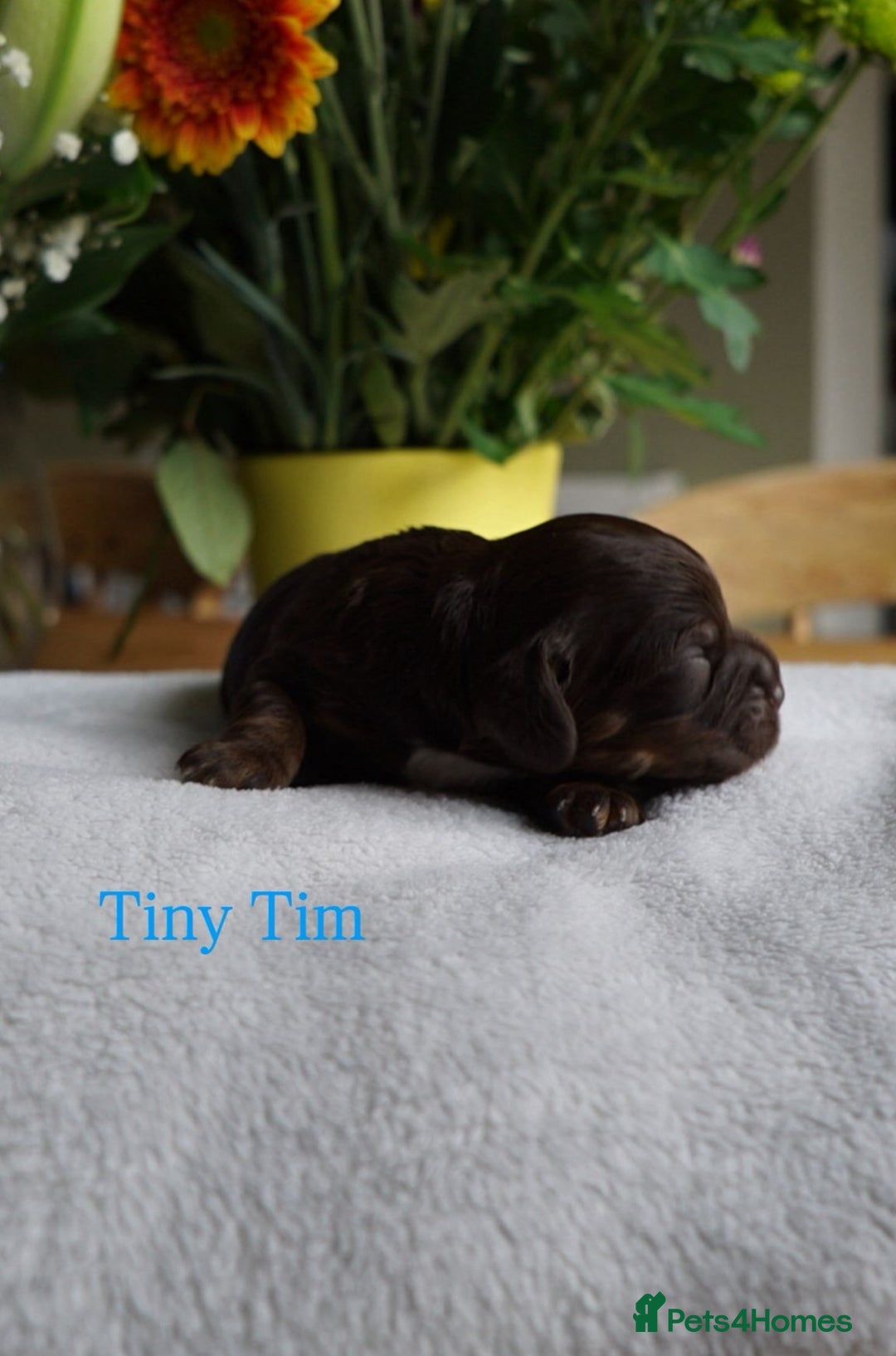 Cockapoo dogs for sale: Cockerpoos  - Image 2