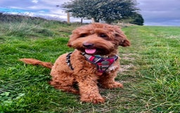 Mixed Breed dogs for sale: Mini Australian Golden Doodles  - Image 2