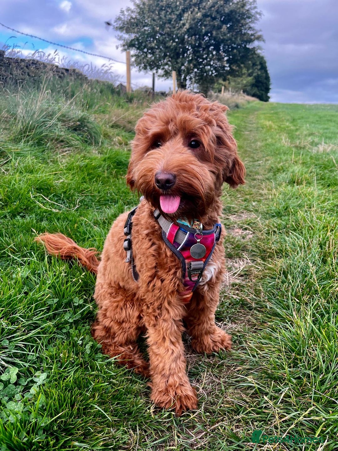 Mixed Breed dogs for sale: Mini Australian Golden Doodles  - Image 2