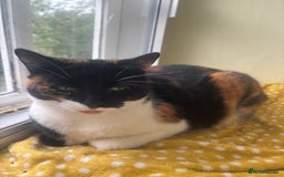 British Shorthair cats for sale: Beautiful 3year old Poppy looking for a New Home  - Image 6