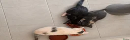 Mixed Breed cats for sale: 3 stunning grey/white & black Calico Kittens - Advert 1