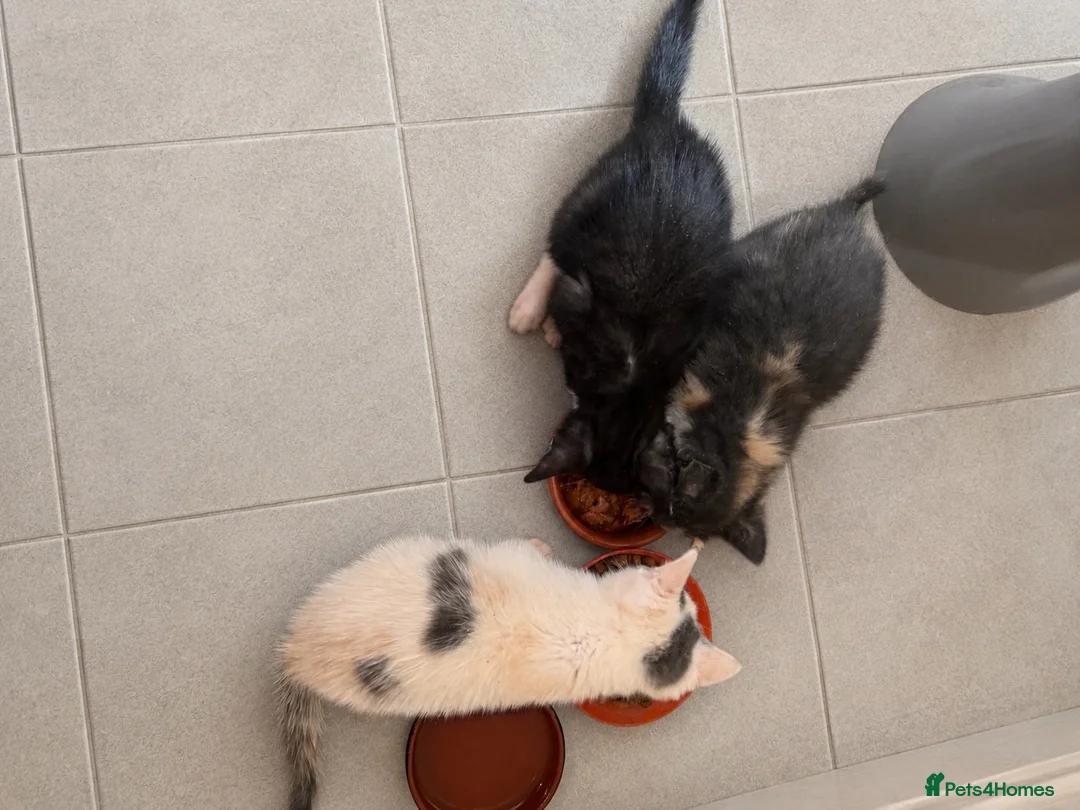 Mixed Breed cats for sale: 3 stunning grey/white & black Calico Kittens - Advert 1