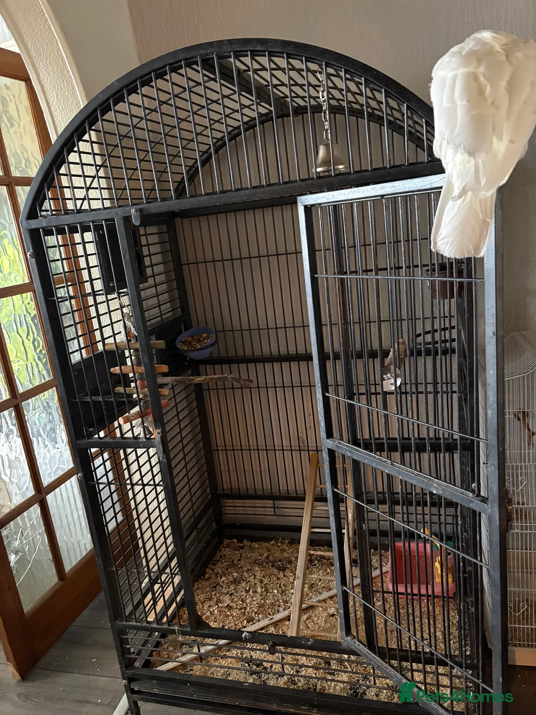 Cockatoo birds for sale: Female cockatoo  - Advert 2