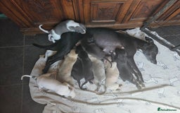Whippet dogs for sale: 2 stunning purebred whippet ladies - Image 1