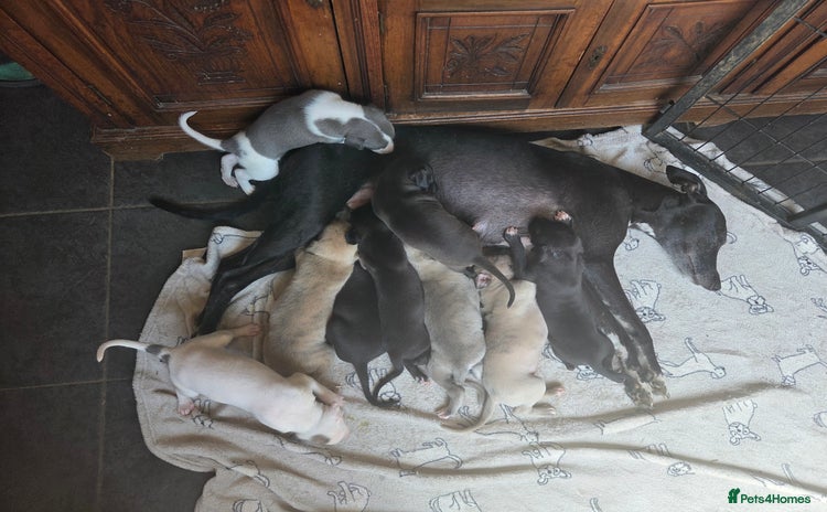 Whippet dogs - Advert 1