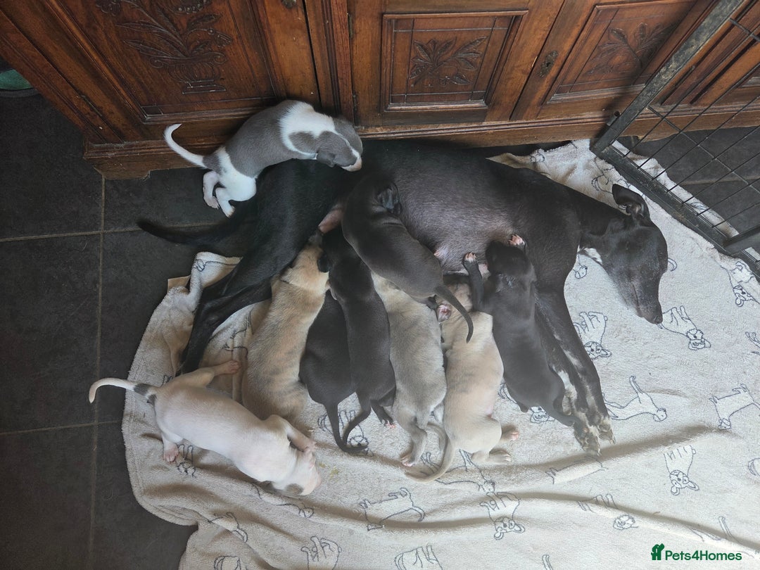 Whippet dogs for sale: 2 stunning purebred whippet ladies - Image 1