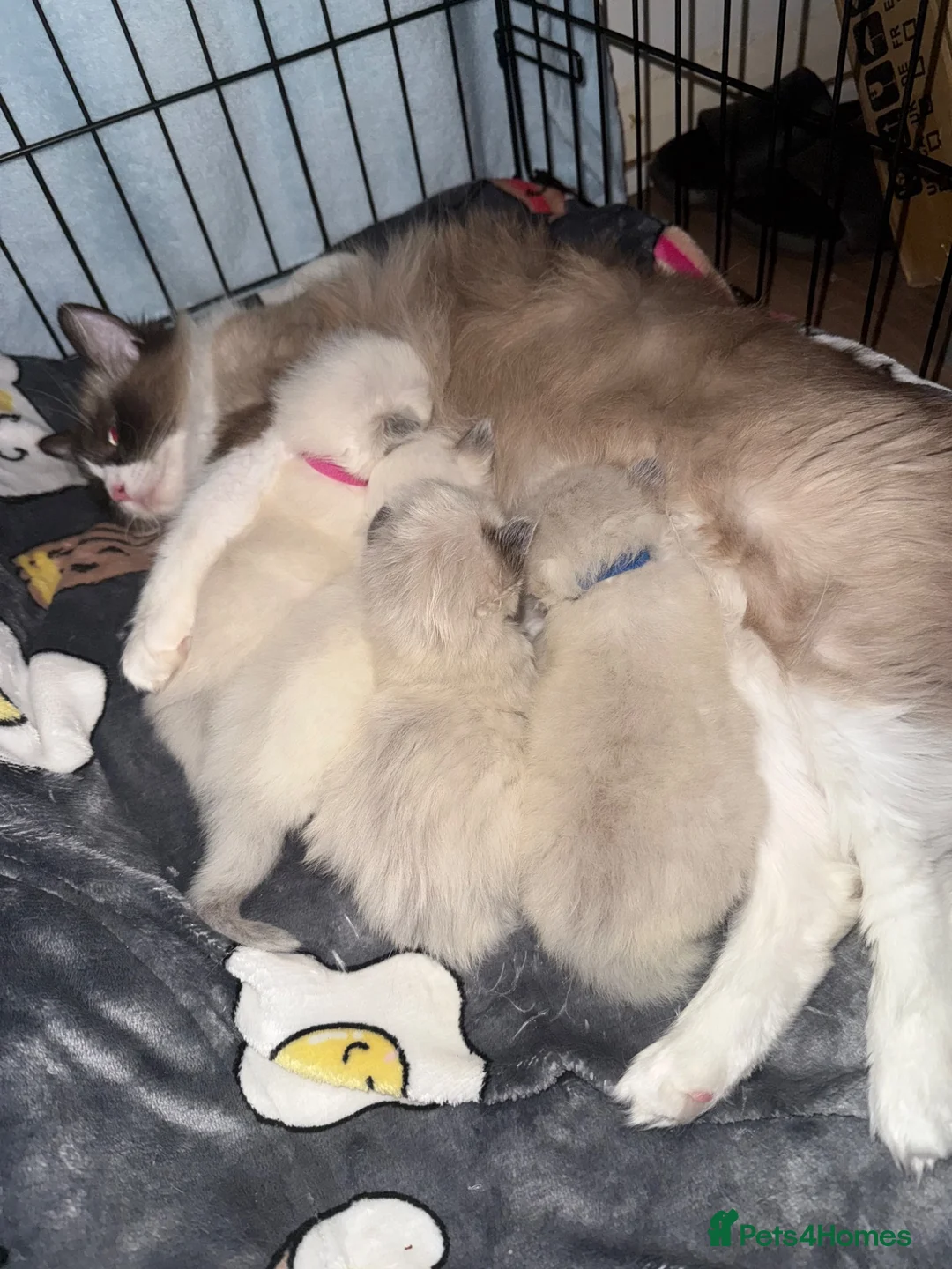 Ragdoll cats for sale: READY NOW last bot DNA CLEAR - Advert 2