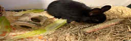English rabbits for sale: Rabbit - Advert 3