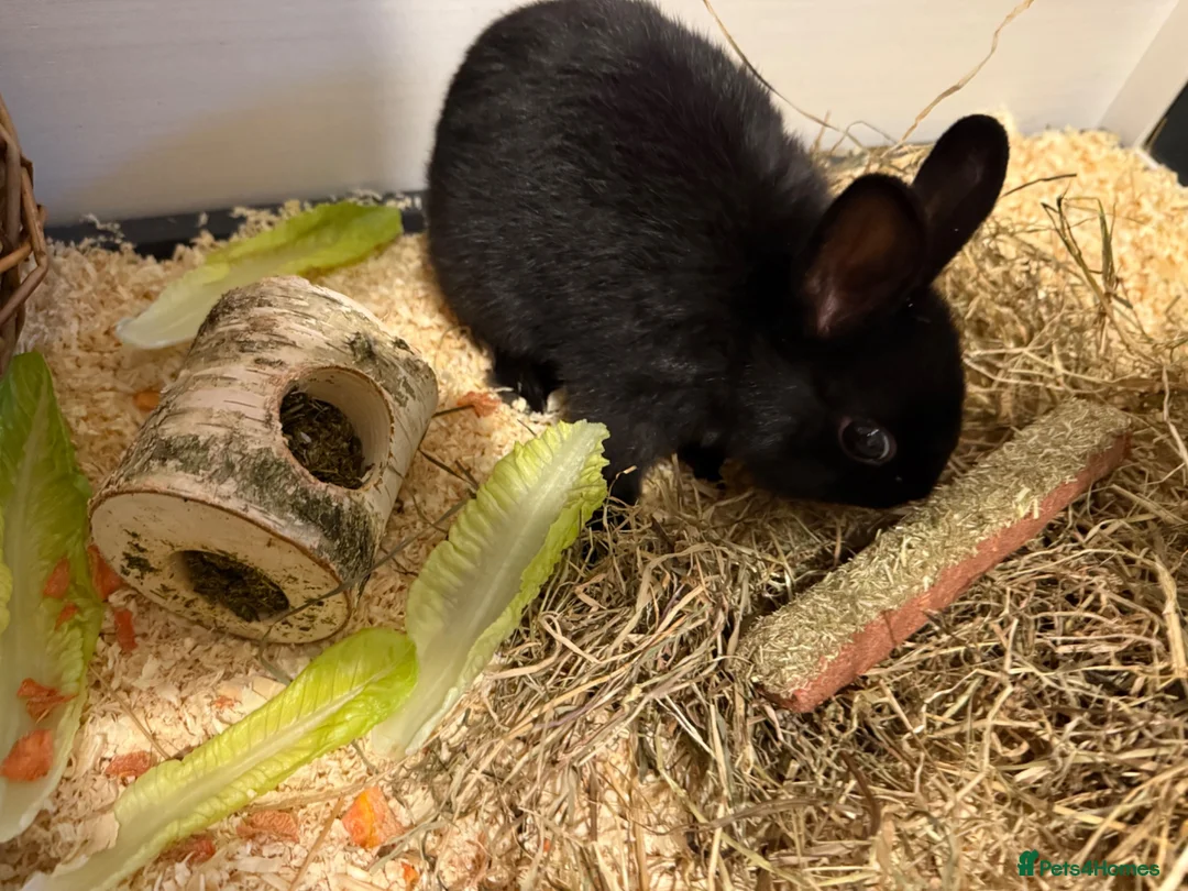 English rabbits for sale: Rabbit - Advert 3