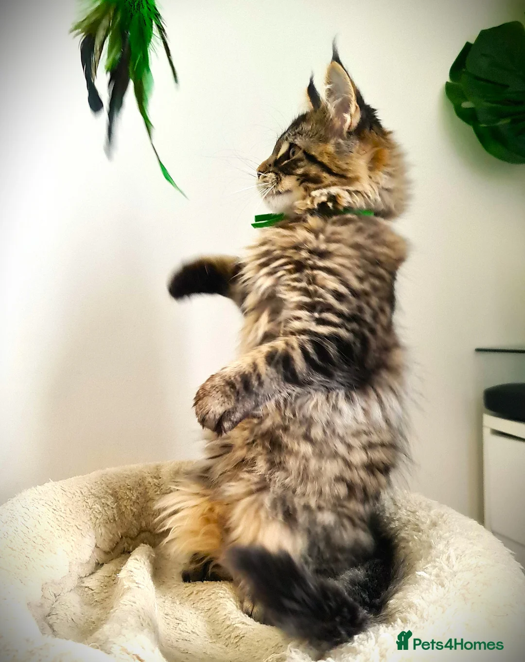 Maine Coon cats for sale: STUNNING 4️⃣ PEDIGREE MAINE COON KITTENS READY ❗❗❗ - Advert 5