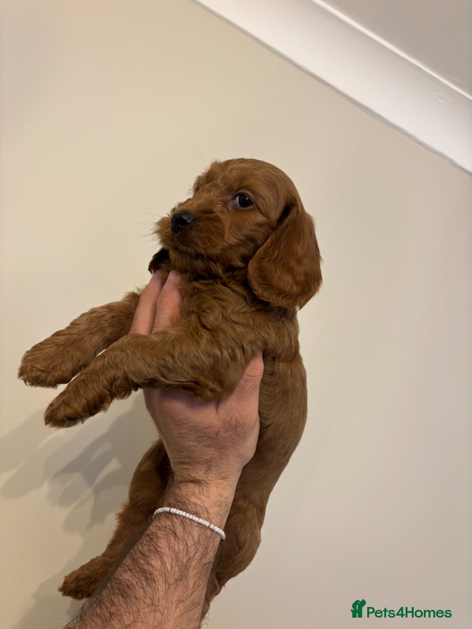 Cockapoo dogs F1 cockapoo puppies(mother show type) - Advert 2