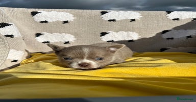 Chihuahua dogs - Advert 14