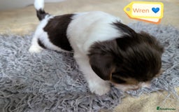 Yorkshire Terrier dogs for adoption: 💙🐶 YORKIE CROSS (BIEWER) PUPPIES 🐶💙 - Image 3
