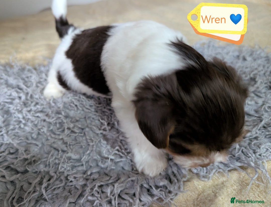 Yorkshire Terrier dogs for adoption: 💙🐶 YORKIE CROSS (BIEWER) PUPPIES 🐶💙 - Image 3