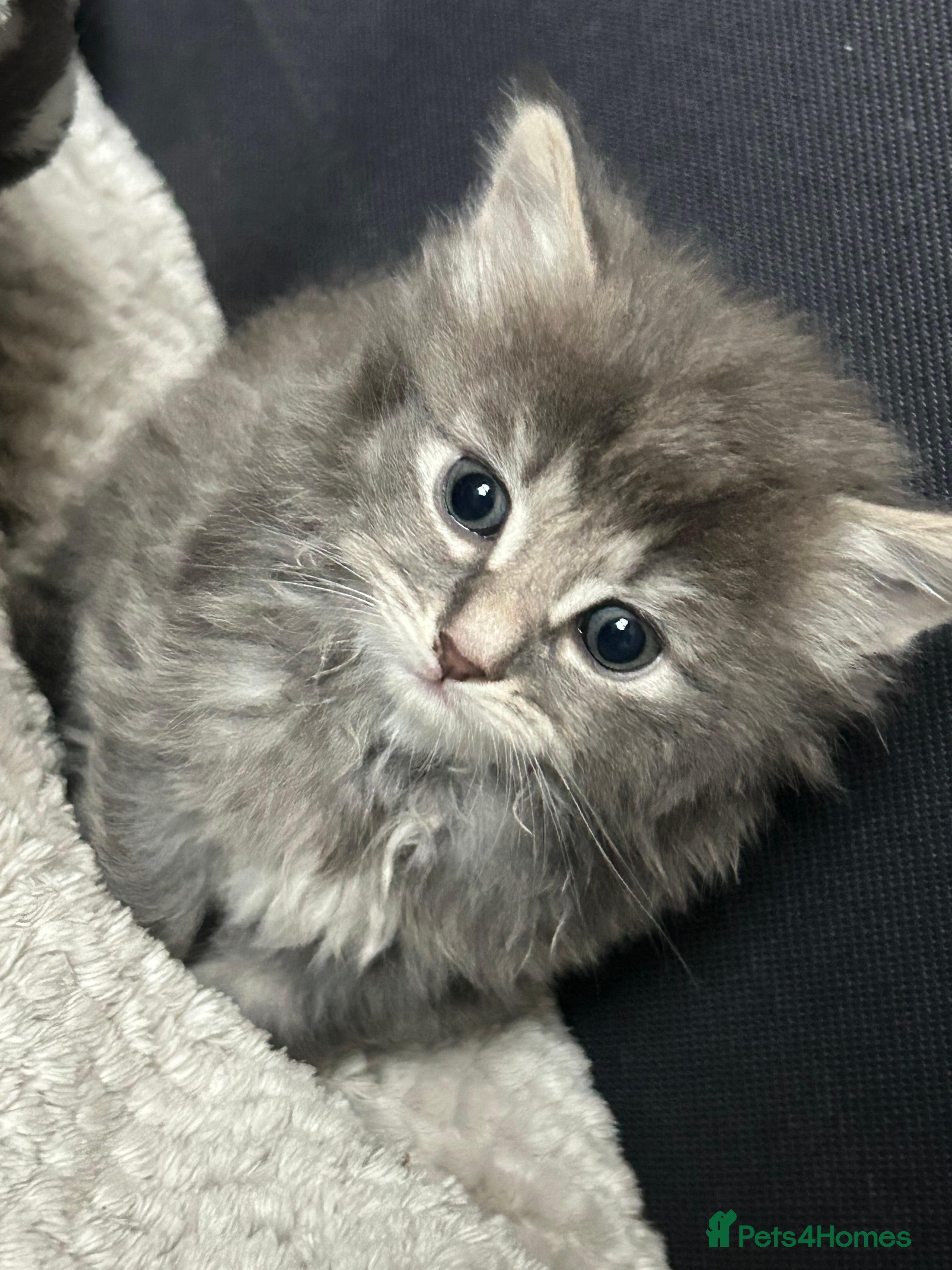 Mixed Breed cats Kitten in Manchester - Advert 1