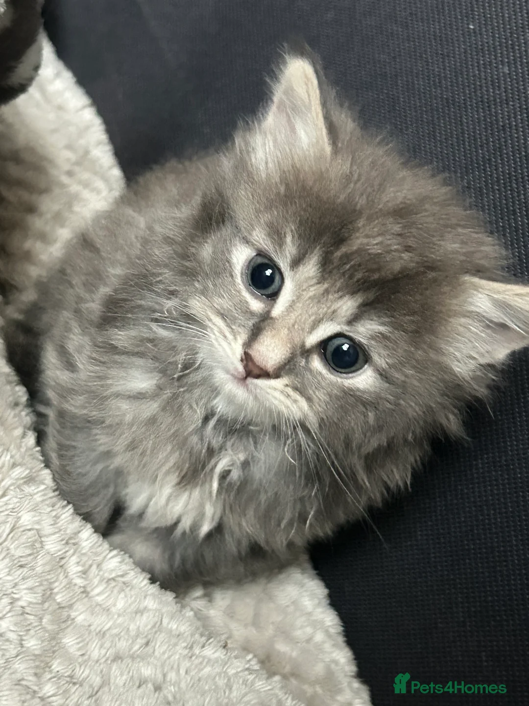 Mixed Breed cats for sale: Kitten in Manchester - Advert 1