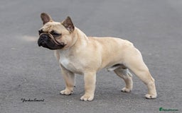 French Bulldog dogs for sale: KC reg pure French Bulldog puppies - Image 7