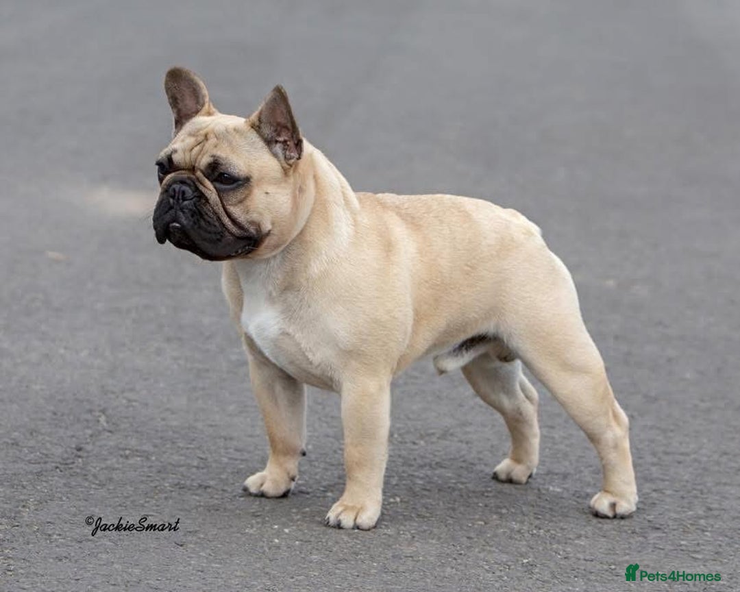 French Bulldog dogs for sale: KC reg pure French Bulldog puppies - Image 7