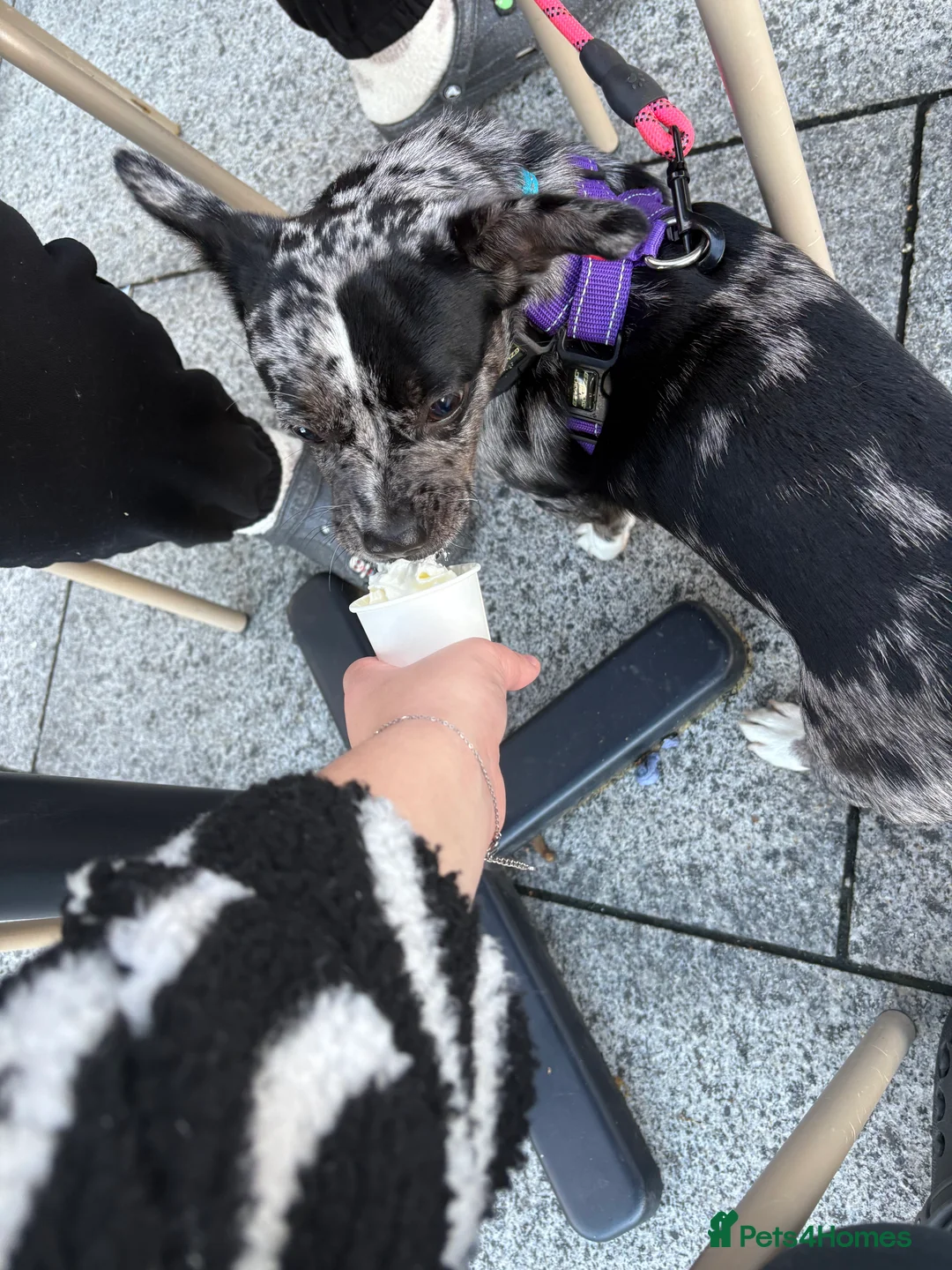 Mixed Breed dogs for sale: Frenchie cross female - Advert 5