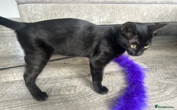 Bengal cats for sale: Two adorable Blue/Melanistic Bengal Kittens TICA  in Benfleet - Image 26