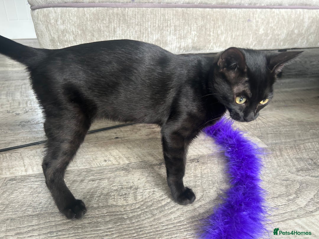 Bengal cats for sale: Two adorable Blue/Melanistic Bengal Kittens TICA  in Benfleet - Image 26