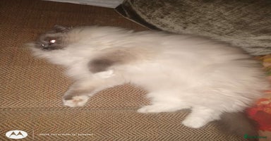 Ragdoll cats ragdoll in Sandy - Advert 4