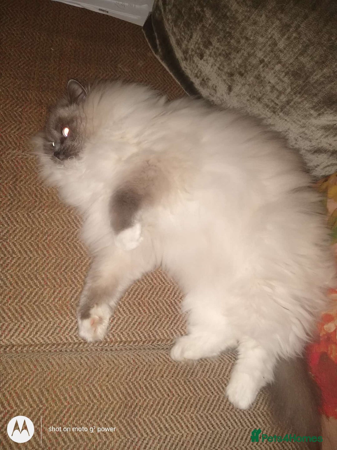 Ragdoll cats for sale: ragdoll in Sandy - Advert 2