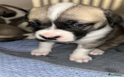 Mixed Breed dogs for sale: American bulldog x bullmastiff puppies - Image 3