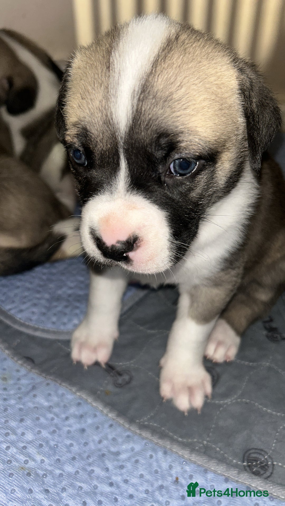 Mixed Breed dogs for sale: American bulldog x bullmastiff puppies - Image 3