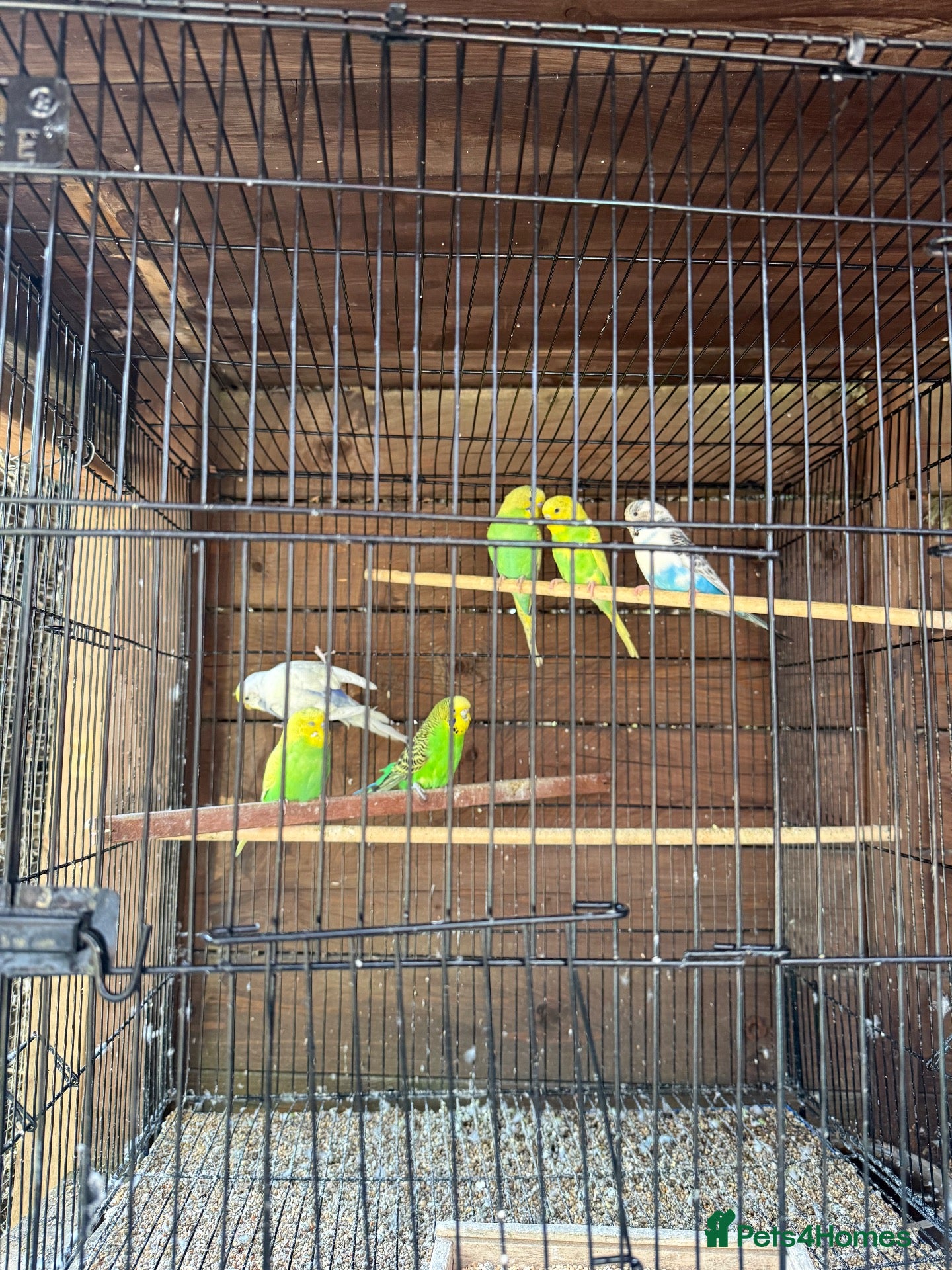 Budgerigars birds for sale: Budgies for sale  - Advert 6