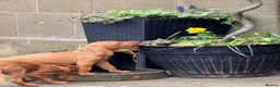 Hungarian Vizsla dogs for sale: !!REDUCED!! Beautiful KC Registered Vizsla Pups - Advert 4