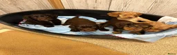 Cocker Spaniel dogs for sale: Kc registered cocker spaniel puppies  - Advert 7