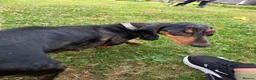 Miniature Dachshund dogs for sale: Miniature dachshund  - Advert 2