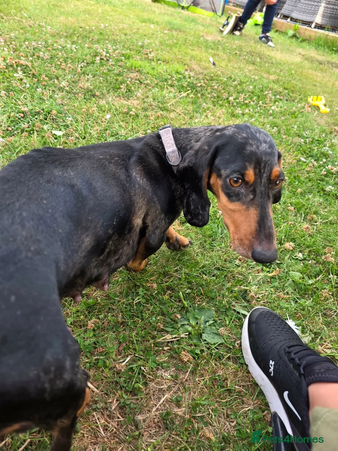 Miniature Dachshund dogs for sale: Miniature dachshund  - Advert 2