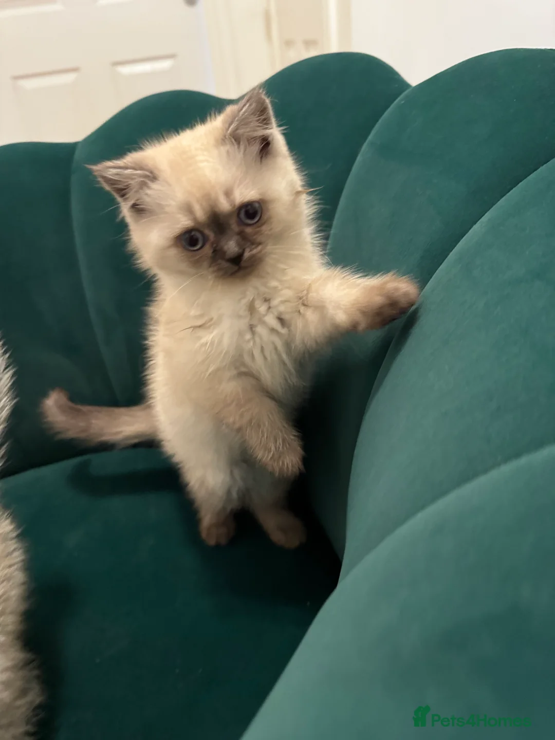 Scottish Fold cats for sale: Purebred Chinchilla Scottish Fold Kittens  🐾 - Advert 15