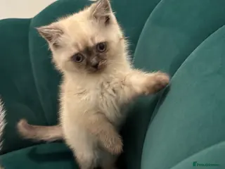 Scottish Fold cats Purebred Chinchilla Scottish Fold Kittens 🐾 - Advert 14