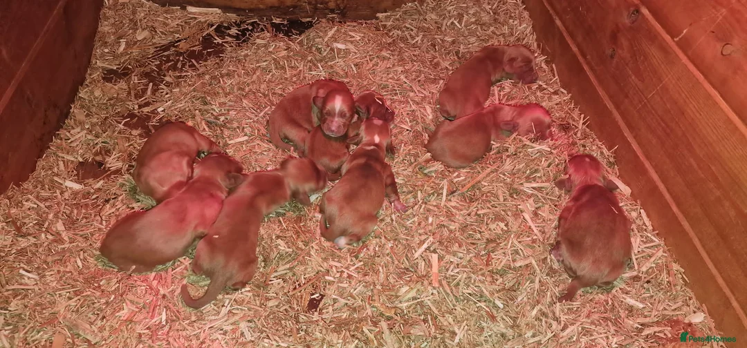 Cocker Spaniel dogs for stud: Working cocker spaniel for stud  in Rowlands Gill - Advert 10