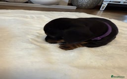 Dachshund dogs for sale: Dachshunds for sale   - Image 34