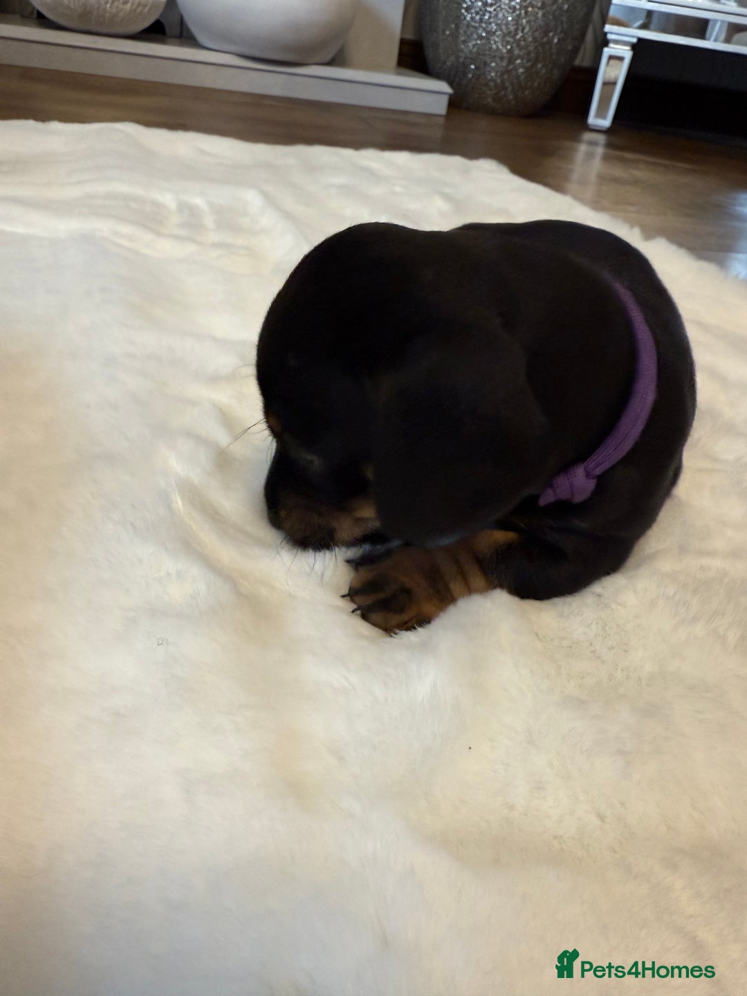 Dachshund dogs for sale: Dachshunds for sale   - Image 34