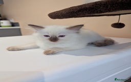 Ragdoll cats for sale: Gccf Registered Chocolate Point Ragdoll Kittens  - Image 3