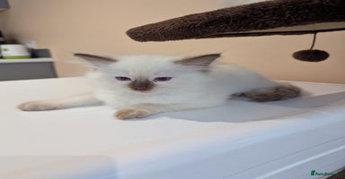 Ragdoll cats - Advert 5