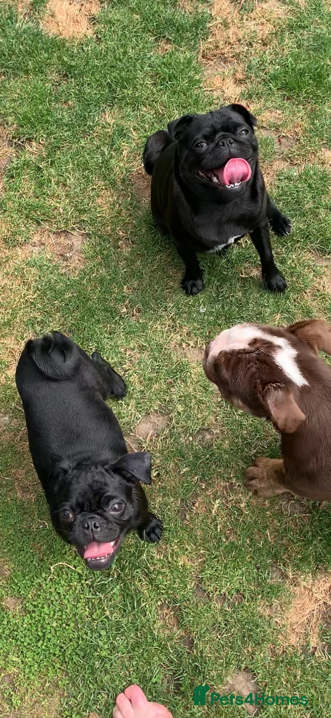 Pug dogs for sale: Pug solid black kc registered  - Advert 7