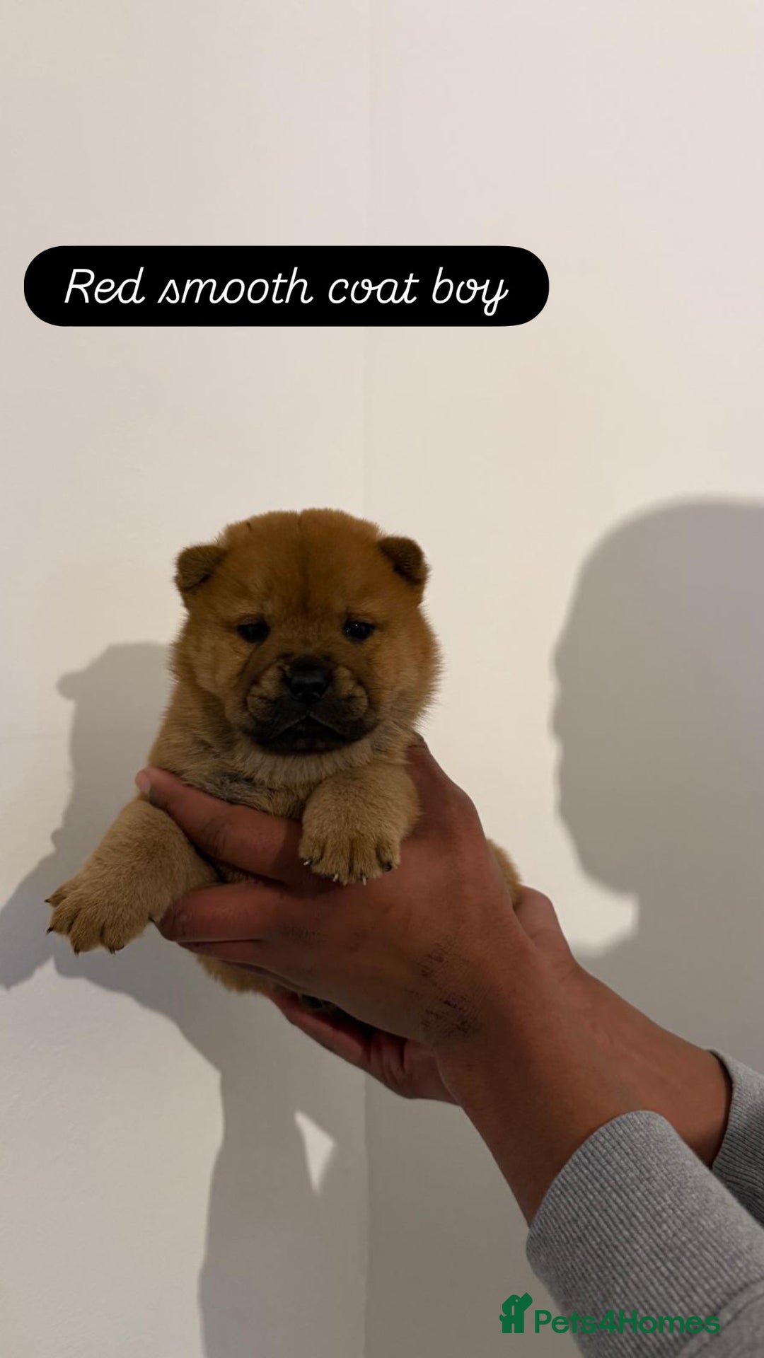 Chow Chow dogs for sale: 3 beautiful chow chows available. - Advert 7