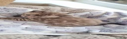 Bengal cats for sale: STUNNING LITTER OF TICA MINK BENGAL KITTENS.  - Advert 10