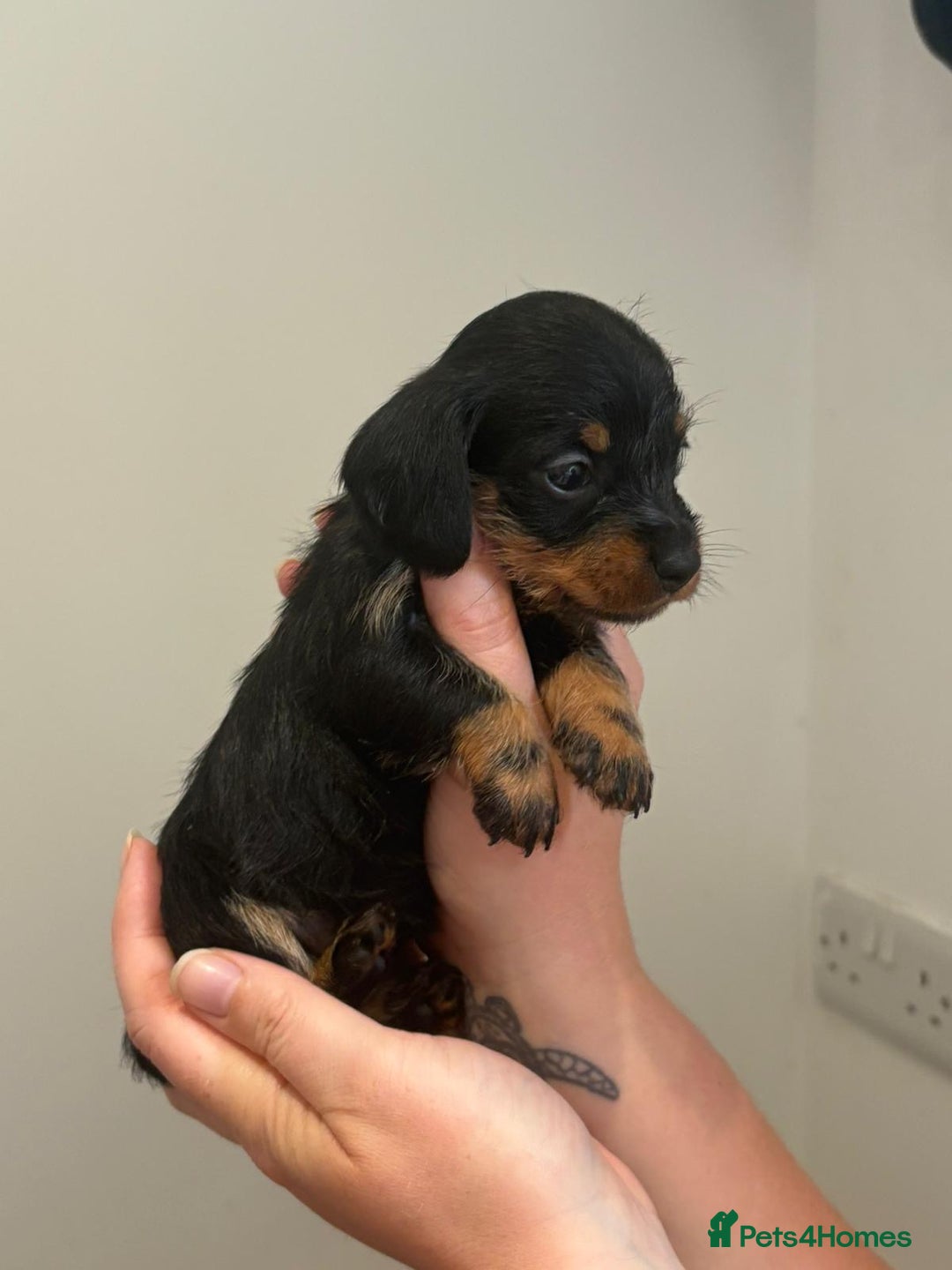 Miniature Dachshund dogs for sale: ✨BEAUTIFUL SILVER DAPPLE BOY✨ in Ripon - Image 17